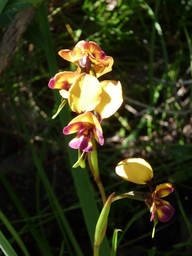 Diuris - orchid donkey Don-Shepherd-Nature-Walk-Baldivis-d018.JPG